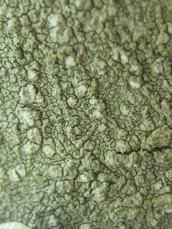 Pertusaria 3